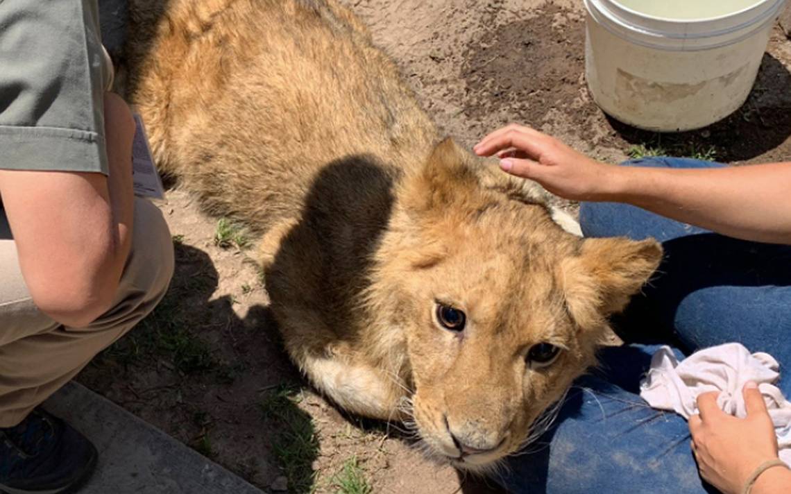 Cachorro de león africano rescatado